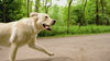 A dog Walking in the forest
